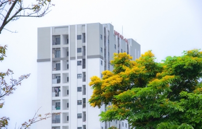 Có những buổi sáng, bước chân ta như chậm lại trên những lối nhỏ quanh đô thị